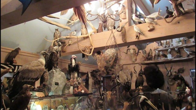 Georgia doctor sentenced in largest-ever rare bird trafficking case