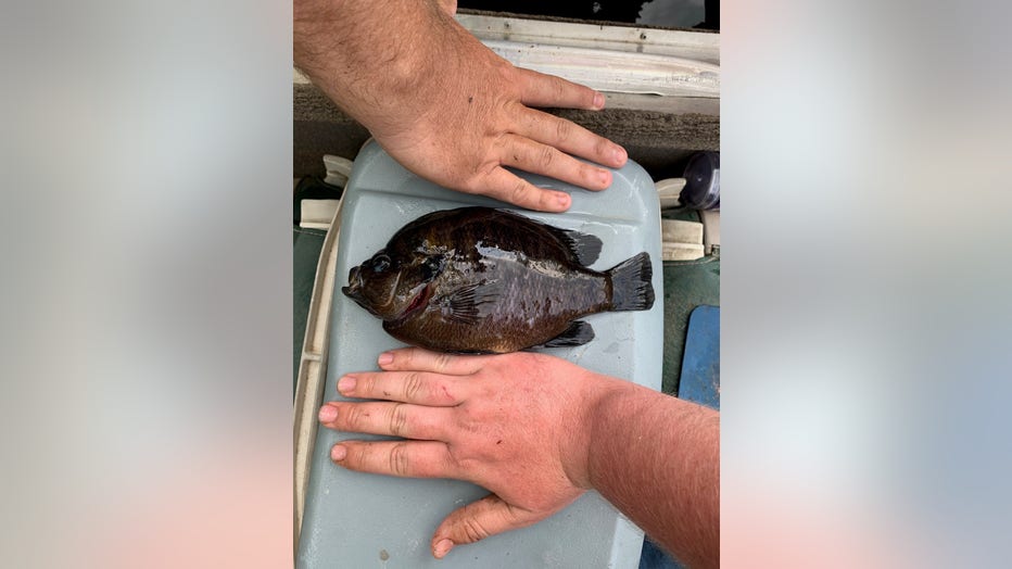 Wesley Daniels of Pearson shows off a spotted sunfish weighing 12 ounces he caught on April 15, 2025.