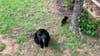 Man charged in death of mother bear in Pickens County community