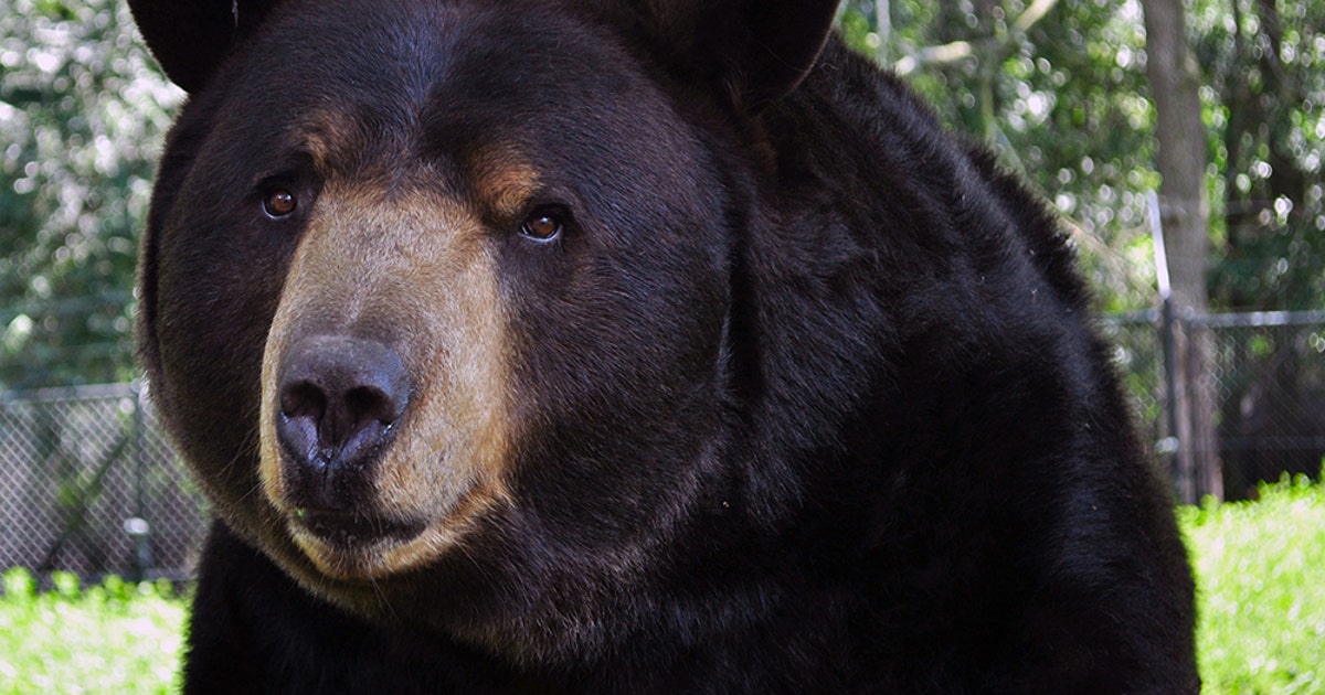 Noah's Ark Animal Sanctuary says goodbye to Baloo the bear | FOX 5 Atlanta