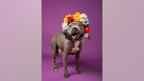 Fulton County Animal Shelter overcrowded by 73 dogs, waiving some adoption fees
