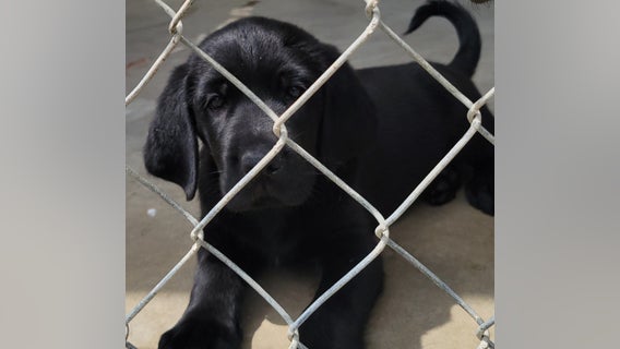 Northeast Georgia Animal Shelter faces critical capacity, seeks immediate dog adoptions