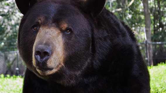 Noah's Ark Animal Sanctuary says goodbye to Baloo the bear