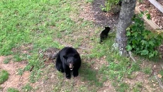 Man charged in death of mother bear in Pickens County community