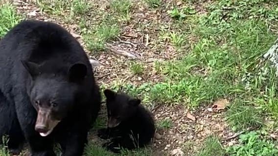 Orphaned Bent Tree bear cubs find new home at Dahlonega preserve