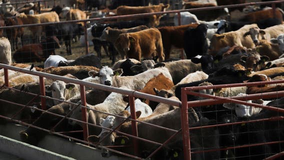 Flesh-eating parasite disrupts U.S. livestock industry at southern border