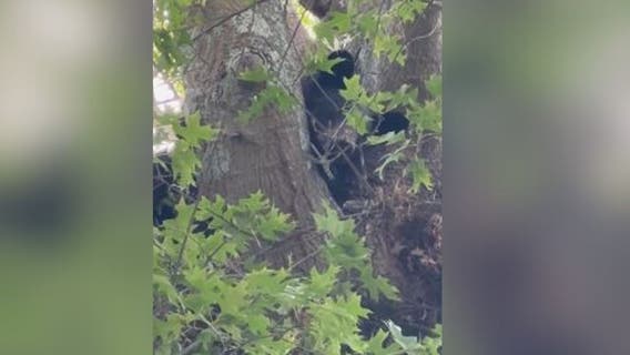 Video: A 'beary' unusual visitor in Sandy Springs