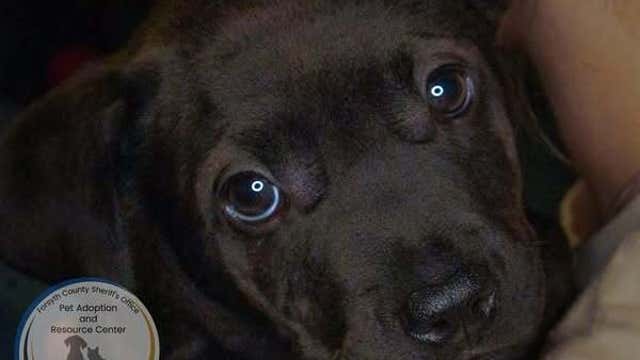 'We have puppies!' Forsyth County pups looking for a furever homes