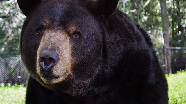 Noah's Ark Animal Sanctuary says goodbye to Baloo the bear