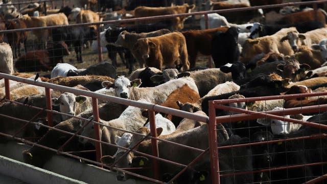 Flesh-eating parasite disrupts U.S. livestock industry at southern border