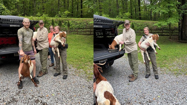 'Goat Gang' safely returned home after going on the loose in Gilmer County