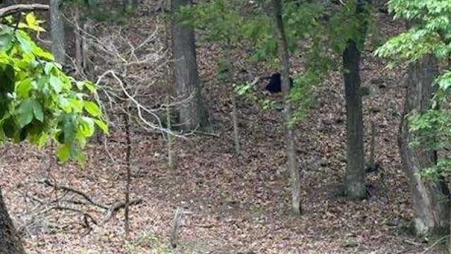 Man who shot bear in Pickens County identified; cubs rescued
