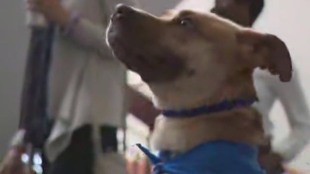 DeKalb County hosts second annual 'State of DeKalb Animals'