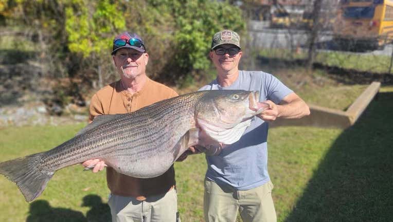 Travis Harrell shows off his 52.2-pound Gulf striped bass catch in March 2025.