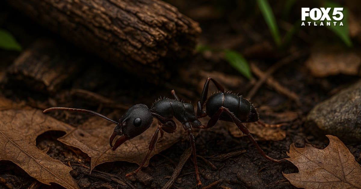 Asian Needle Ant invasion: What you need to know about their stings ...