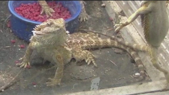 Coweta County woman accused of bearded dragon theft, property damage