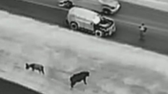WATCH: Fayette County deputy uses drone to wrangle cow, donkey