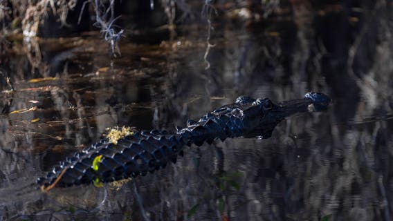 UGA study finds high levels of mercury in Okefenokee Swamp's alligators