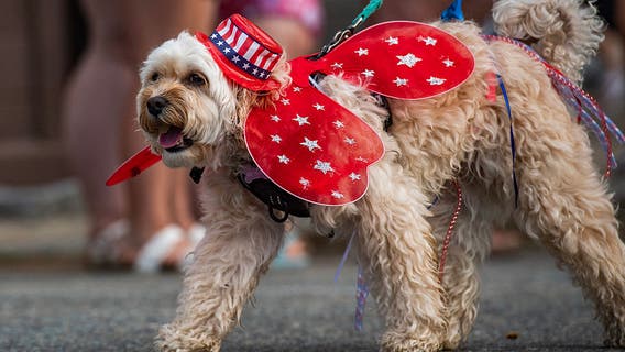 Fourth of July safety tips for our anxious furry friends