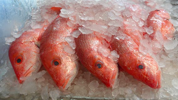 Southern governors demand local control over red snapper management, criticize federal oversight