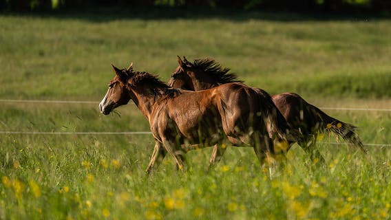 City of Milton bans fireworks near properties with horses