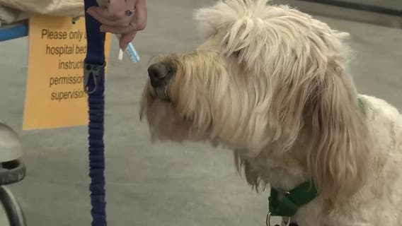 Metro Atlanta service dogs inspiring research into predicting seizures