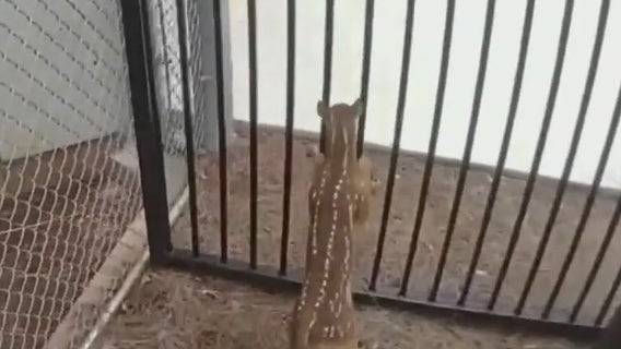 WATCH: Deer rescued by Coweta County deputies trying to break into jail