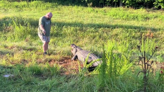 Flat Creek Floyd, Peachtree City's famous alligator, dies after being hit by car