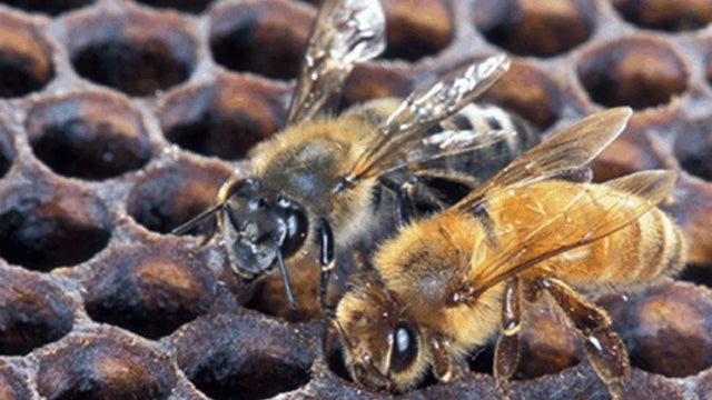 Killer bees found in Alabama near Georgia line | What we know