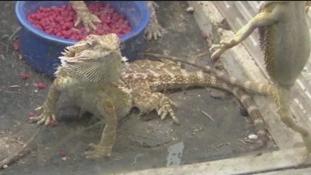 Coweta County woman accused of bearded dragon theft, property damage