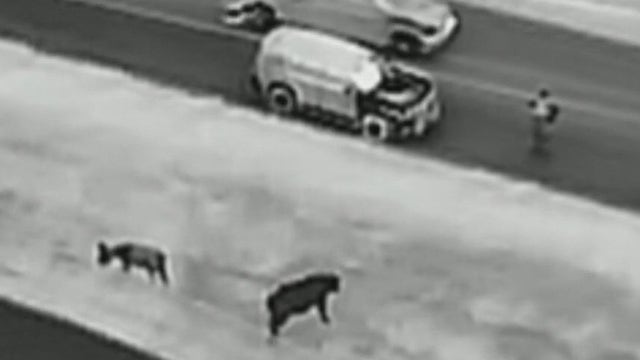 WATCH: Fayette County deputy uses drone to wrangle cow, donkey