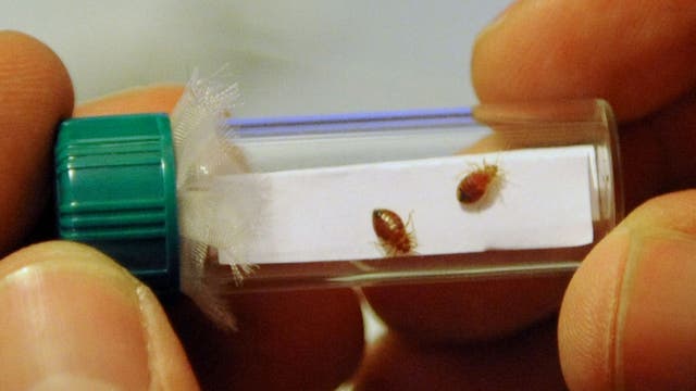 Atlanta named 6th worst US city for bed bugs in 2025, Terminix survey finds