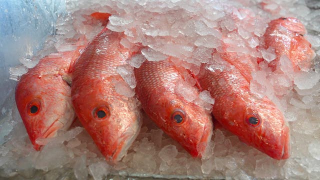 Southern governors demand local control over red snapper management, criticize federal oversight