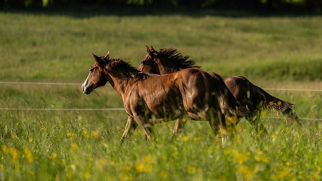 City of Milton bans fireworks near properties with horses