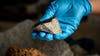Meteorite that hit McDonough home may be over 4 billion years old