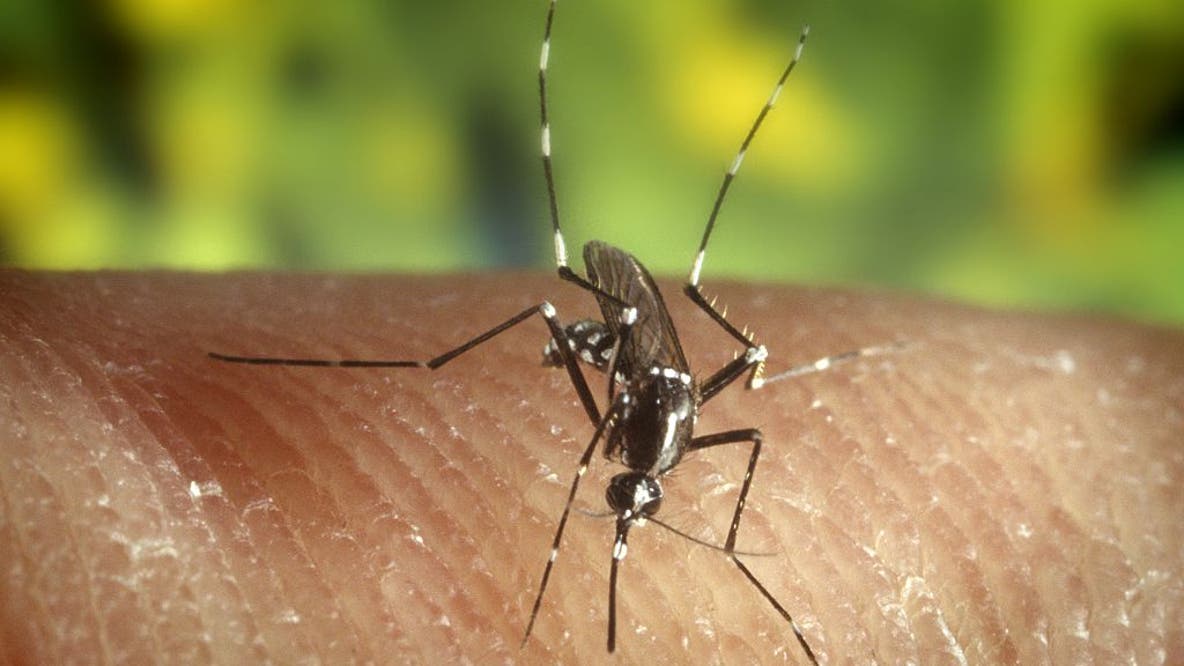 Fulton County mosquito samples test positive for West Nile virus