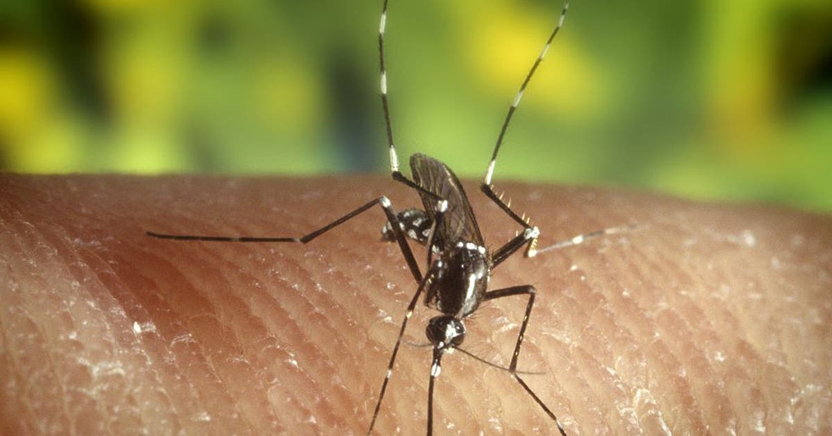 DeKalb County mosquitoes test positive for West Nile virus