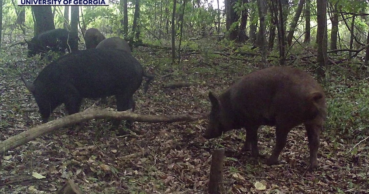 Pig problems: Georgia's whole hog approach to battling invasive swine ...