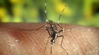 Fulton County mosquito samples test positive for West Nile virus