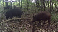 Pig problems: Georgia's whole hog approach to battling invasive swine
