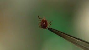Tick bites on the rise: Experts warn of increased Lyme disease risk this summer