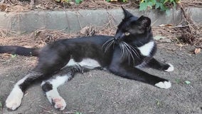 Dozens of cats need rescue from condemned College Park apartments