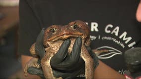 Summer Camp Week: Amphibian Foundation’s Critter Camp