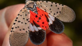 Spotted lanternfly: Officials on the lookout for invasive insect across Georgia