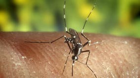 West Nile virus: 2 new cases confirmed in Fulton County mosquito traps
