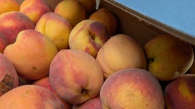 Annual PeachFest celebrates farm to table path of peaches