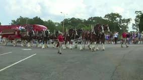 Photos: Clydesdales arrived ahead of MLB All-Star Game in Atlanta
