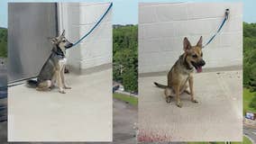 Dogs rescued from scorching hot vehicle at Marietta water park, man arrested
