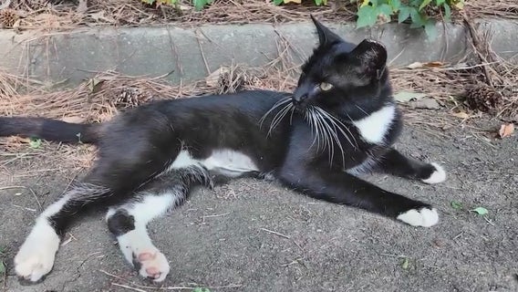 Dozens of cats need rescue from condemned College Park apartments