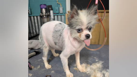 More than 250 animals rescued from Dade County home, shelter says